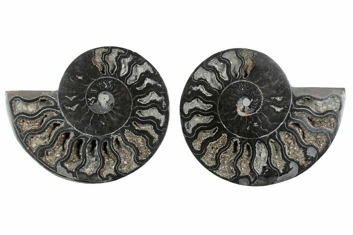 Cut & Polished Ammonite Fossil - Unusual Black Color #241527